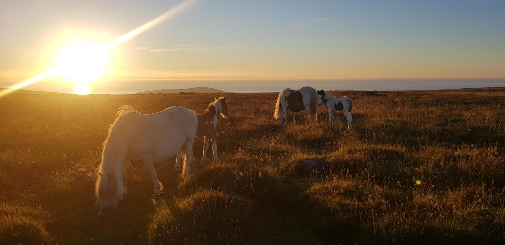 Penrallt-fach Traditional Welsh Pembrokeshire Holiday home *